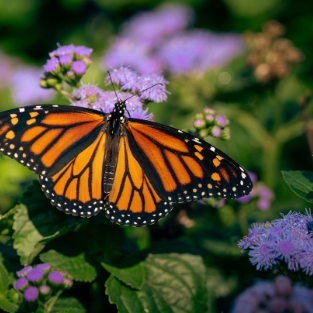 Recovery and transformation — like a butterfly finding new life